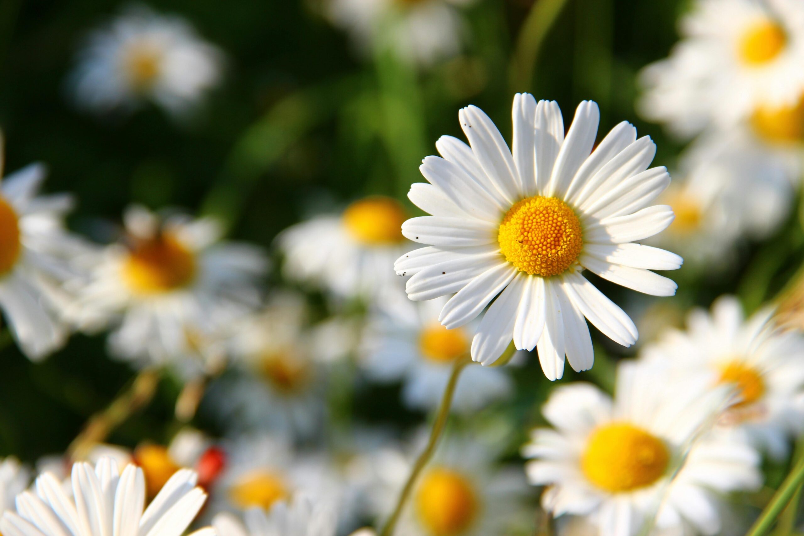 While outdoor pollen is unavoidable, we can help control the indoor allergens. With the proper HVAC maintenance and air purification solutions, you can breathe easier in your home.